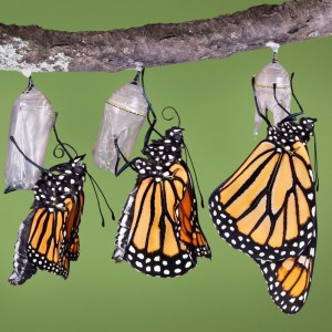 Butterflies-in-cocoons-emerging