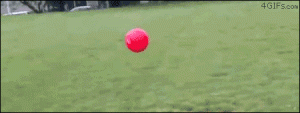 boston terrier running and crashing into a ball